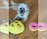 Small #7 Border Terrier