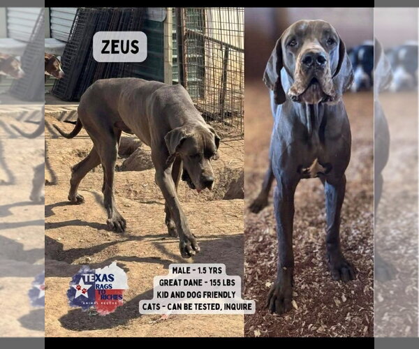 Medium Photo #2 Great Dane Puppy For Sale in Bullard, TX, USA