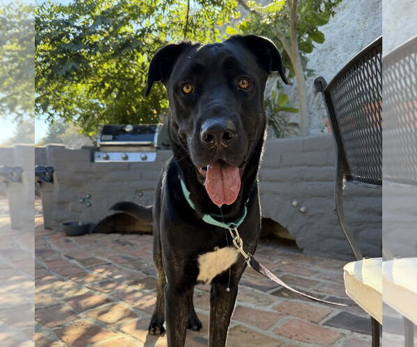 Medium Photo #5 Mutt Puppy For Sale in Oceanside, CA, USA