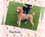 Small Photo #6 Poodle (Standard) Puppy For Sale in WILSONVILLE, OR, USA