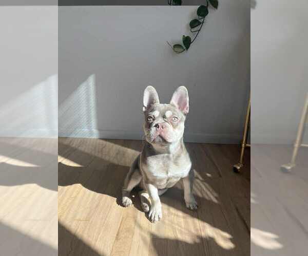 Medium Photo #1 French Bulldog Puppy For Sale in MICHIGAN CITY, IN, USA