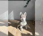 Small Photo #1 French Bulldog Puppy For Sale in MICHIGAN CITY, IN, USA