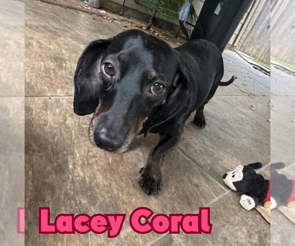 Medium Photo #5 Dachshund Puppy For Sale in San Antonio, TX, USA