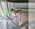 Small Photo #11 Boerboel Puppy For Sale in LOXAHATCHEE, FL, USA