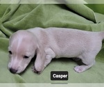 Small #4 Dachshund