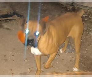 Boxer-Unknown Mix Dogs for adoption in San Antonio, TX, USA