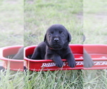 Puppy female Labrador Retriever