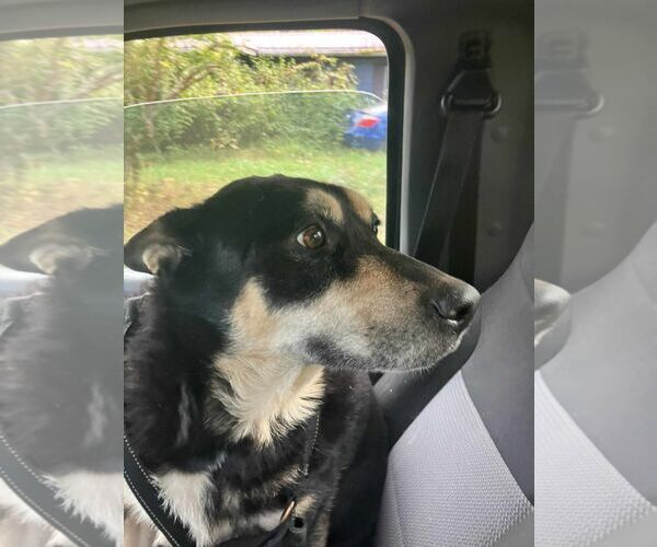 Medium Photo #10 Mutt Puppy For Sale in Rockaway, NJ, USA