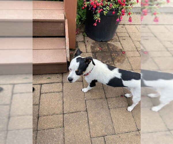 Medium Photo #2 Jug Puppy For Sale in Brooklyn Center, MN, USA