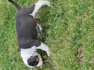 American Bully Puppy for sale in SALISBURY, NC, USA