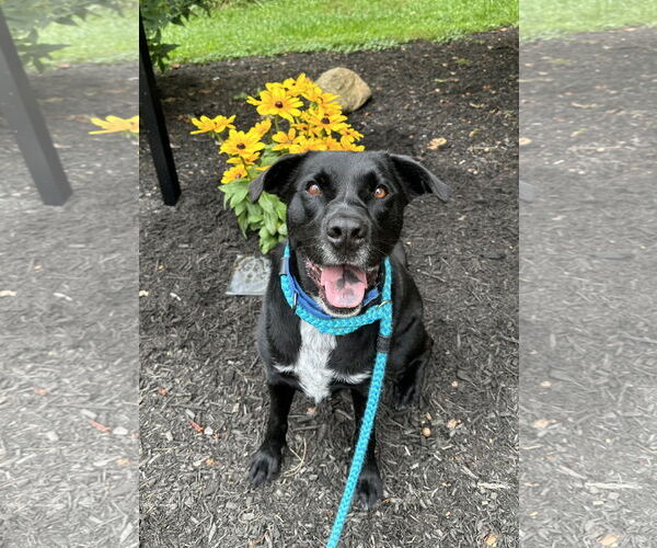 Medium Photo #6 Labrador Retriever-Unknown Mix Puppy For Sale in Rockaway, NJ, USA