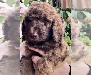 Poodle (Standard) Puppy for sale in PASADENA, TX, USA