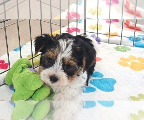 Medium Photo #9 Yorkshire Terrier Puppy For Sale in ORO VALLEY, AZ, USA
