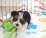 Sam - Male Yorkshire Terrier Puppy for Sale - Photo #9
