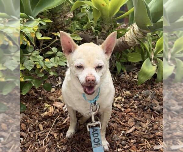 Medium Photo #1 Chihuahua Puppy For Sale in Santa Barbara, CA, USA
