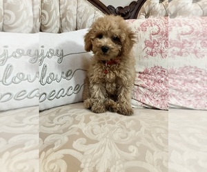 Poodle (Toy) Puppy for sale in NEW CONCORD, OH, USA