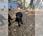Small Photo #13 Labradoodle Puppy For Sale in HARRISONVILLE, MO, USA