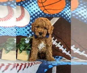 Cavapoo Puppy for sale in NEW PROVIDENCE, PA, USA