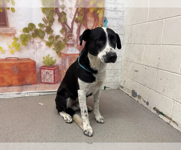 Medium Photo #1 Border Collie-Unknown Mix Puppy For Sale in San Bernardino, CA, USA