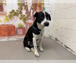 Border Collie-Unknown Mix Dogs for adoption in San Bernardino, CA, USA