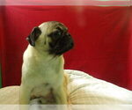 Small #2 American Lo-Sze Pugg