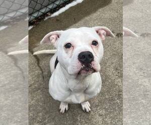 Cortina - Female Mutt Dog for Adoption - Photo #13