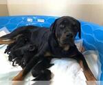 Small Photo #6 Rottweiler Puppy For Sale in NIPOMO, CA, USA