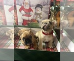 Puppy 5 French Bulldog