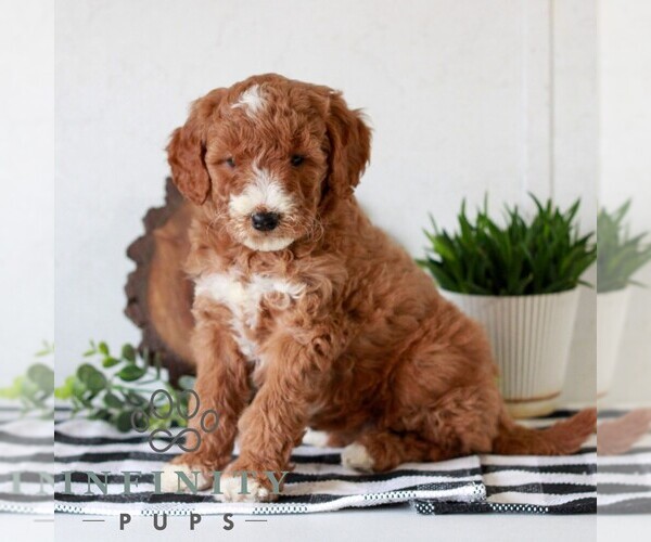 Medium Photo #5 Goldendoodle (Miniature) Puppy For Sale in LITITZ, PA, USA