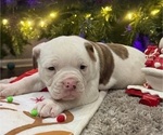 Puppy Beyonce American Bulldog