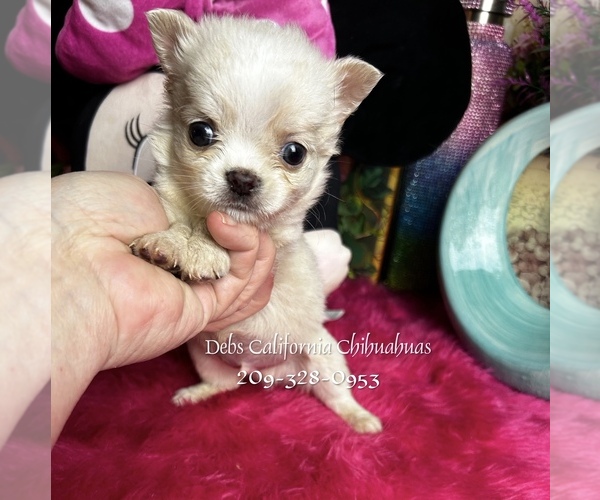 Medium Photo #2 Chihuahua Puppy For Sale in TRACY, CA, USA