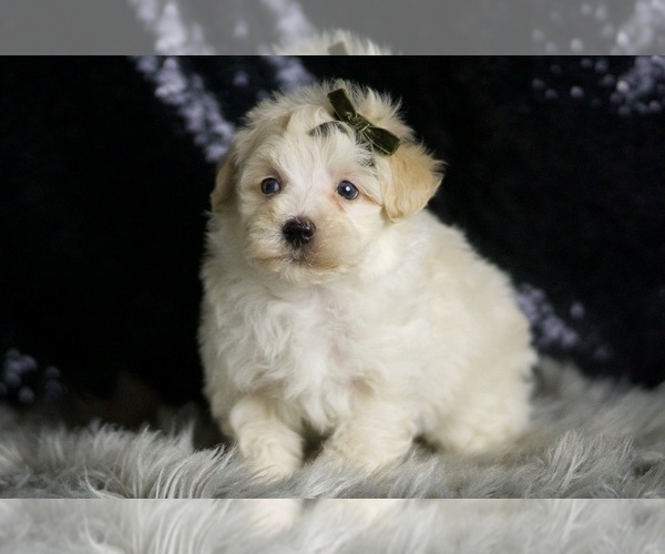 Medium Photo #68 Maltipoo (Miniature) Puppy For Sale in WARSAW, IN, USA