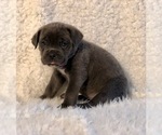 Small Photo #12 Cane Corso Puppy For Sale in HESPERIA, CA, USA
