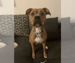 Small #2 Boxer Mix