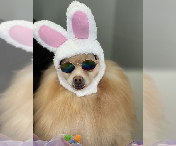 Medium Photo #6 Pomeranian Puppy For Sale in Studio City, CA, USA