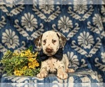 Small Photo #5 Dalmatian Puppy For Sale in QUARRYVILLE, PA, USA