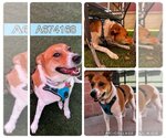 Small Photo #1 Labrador Retriever-Unknown Mix Puppy For Sale in San Antonio, TX, USA