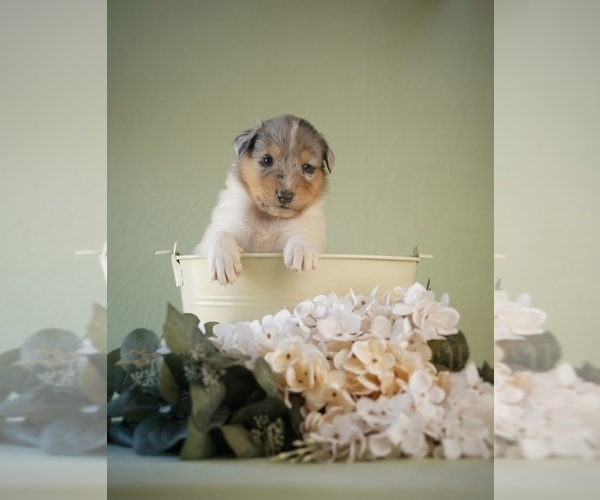 Medium Photo #3 Collie Puppy For Sale in PILOT, VA, USA