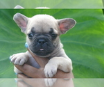 Puppy Sold French Bulldog