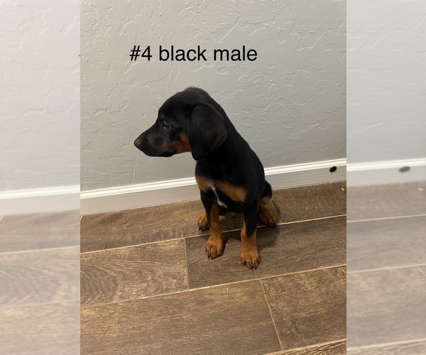 Medium Photo #6 Australian Shepherd-Doberman Pinscher Mix Puppy For Sale in WASHINGTON, OK, USA
