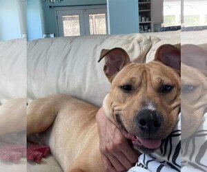 Archibald - Male Mutt Dog for Adoption - Photo #10