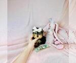 Small Photo #26 Yorkshire Terrier Puppy For Sale in WEST PALM BEACH, FL, USA