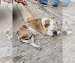 Small #6 Bulldog