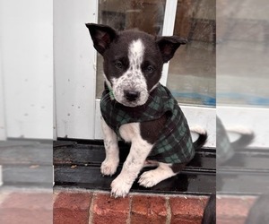 Border Collie Dogs for adoption in Minneapolis, MN, USA
