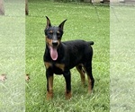 Small #9 Doberman Pinscher