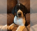 Small Photo #6 Great Dane Puppy For Sale in BUNCETON, MO, USA