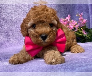 Cavapoo Puppy for sale in LANCASTER, PA, USA