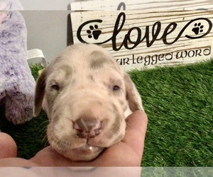 Great Dane Puppy for sale in BANGOR, WI, USA