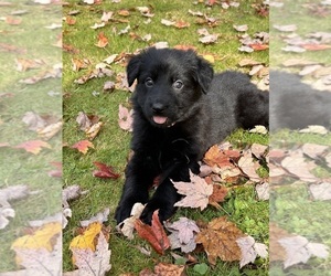 German Shepherd Dog Puppy for sale in VOLANT, PA, USA