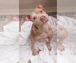 Small American Staffordshire Terrier